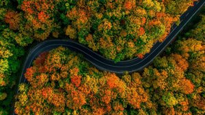 Driving Through an Autumn Forest