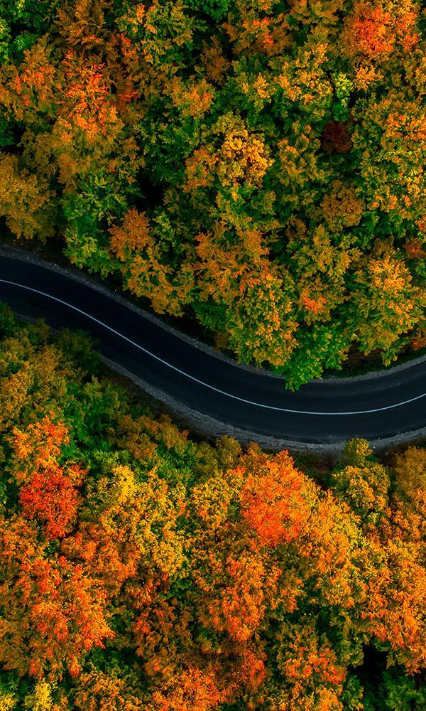 Driving Through an Autumn Forest